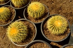 Cactus Care