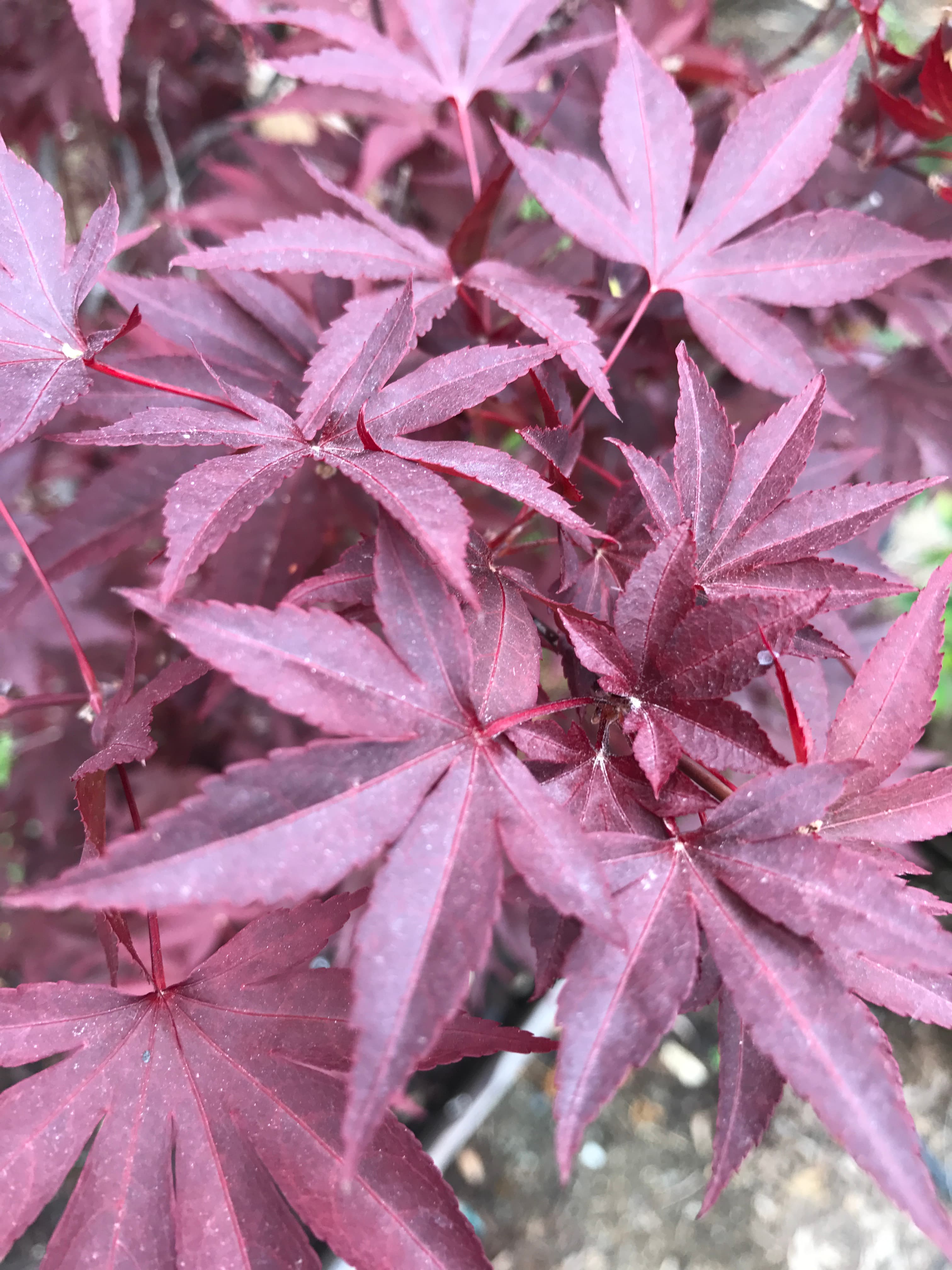 Japanese Maple Red
